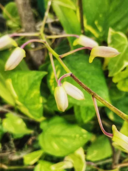 The orchid buds just before they open. This stage is full of anticipation.