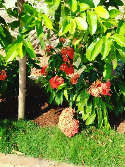 A close-up of a healthy Ixora plant in one of the gardens we maintain. We make sure your flowering plants get the right nutrients to produce beautiful, vibrant blooms like this.