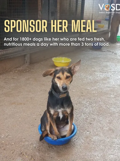 This little one is making sure no one takes her spot for dinner. For many of our dogs, a full food bowl is a new and cherished experience.