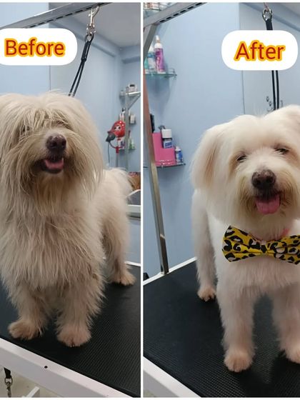 Mamppi Deb - Pet Grooming & Styling Complete Makeovers: Before & After photo 11