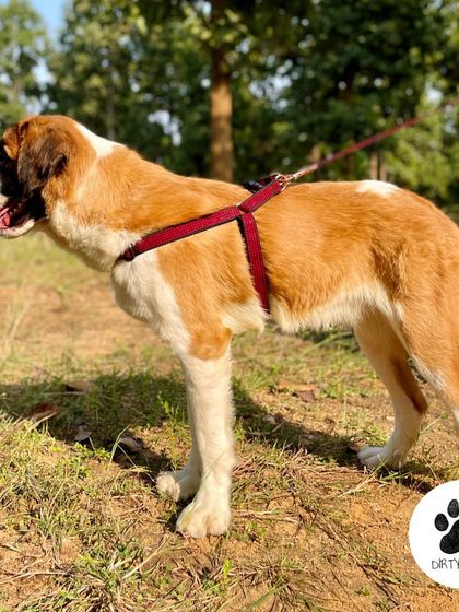 This St. Bernard looks great in our Red Wool Check Harness. It's adjustable and easy to put on, making it perfect for getting ready for a chilly winter walk.