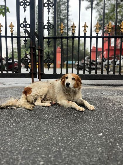 Road To Trail Club - Road Running Coaching (10k to Marathon) Our Pack: The Dog-Friendly Running Club photo 19