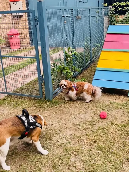A Beagle and a Shih Tzu near the agility ramp. The course is suitable for dogs of all sizes to explore and enjoy.
