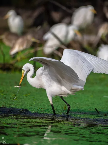 A Great Egret with its freshly caught meal. This is a behavior shot, capturing a key moment of survival in the wild. The timing has to be perfect to get the fish just as it's caught.