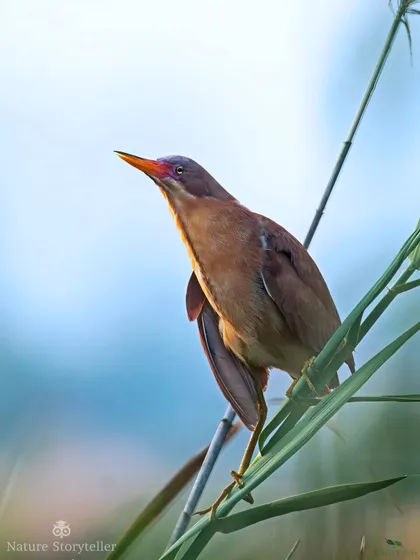 A Cinnamon Bittern in a dreamy frame, the soft morning light creating a beautiful, painterly effect. A lucky and rewarding shot.