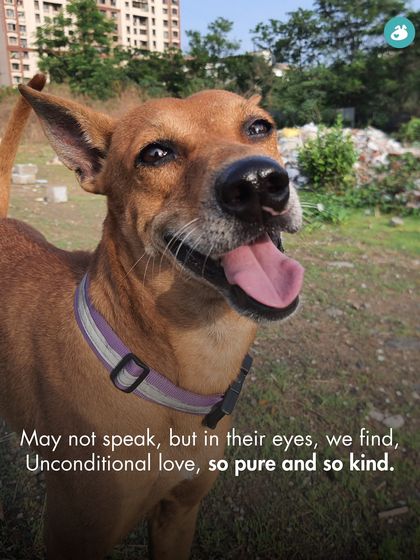 The Pack - Online Pet Parent Community Our Pack Addas: More Than Just a Walk photo 38