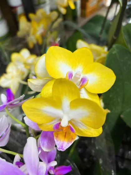 The yellow and purple combination on this orchid is just stunning. These multi-toned flowers add a unique and exotic touch to my collection.