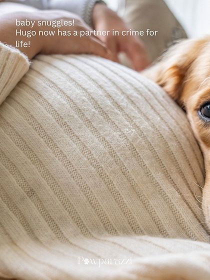 A close-up shot of Hugo resting his head on his mom's baby bump. This image perfectly captures the quiet, loving connection and anticipation of a new arrival.