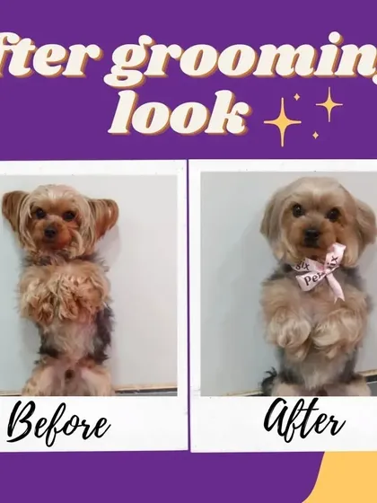An after-grooming look that's ready for a close-up. This little Yorkie is looking sharp and stylish.