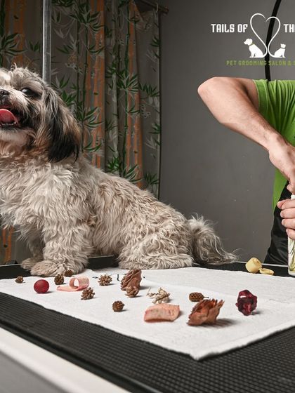 Tails of the City - Pet Spa & Creative Styling Health & Wellness Grooming photo 3