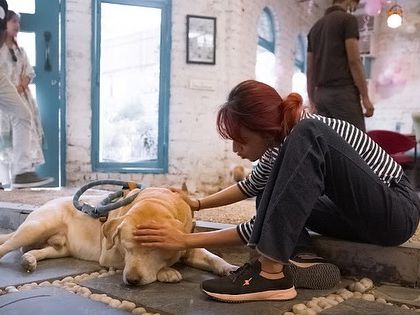 Take a break with your furry friend. Here's a shot of one of our resident dogs enjoying a peaceful moment in the cafe.