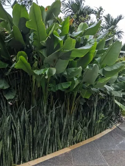 A dense, layered planting of snake plants and giant-leaved Alocasia creates a living wall of green. This technique is great for creating natural privacy screens and adding a tropical feel.