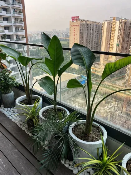 A beautiful balcony project featuring Traveller's Palms and other foliage in polymer pots. We also used polished white stones as a finishing touch for a clean and modern aesthetic.