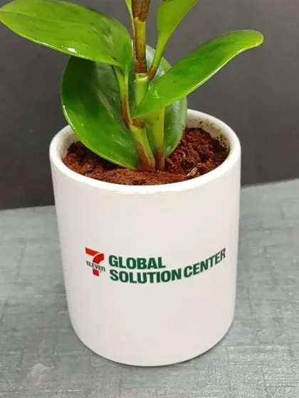 Close-up of a Peperomia plant gift, showcasing the clear branding for the Global Solution Center on a clean white pot.