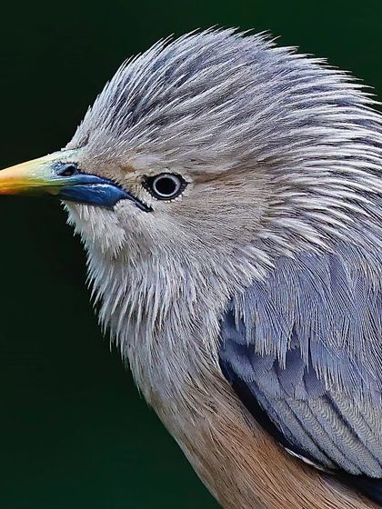 A portrait of a Chestnut-tailed Starling, showcasing its unique "spiky" hairstyle. The fine, silvery feathers on its head are rendered in perfect detail.