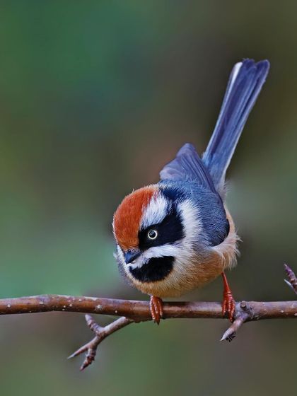 A Black-throated Tit looks down from its perch on a thin branch. The unique angle and the bird's pose create a dynamic and engaging composition.