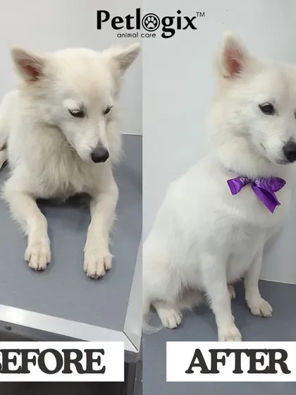 Unleash the perfect style with our grooming services. This pup went from untamed to elegant, showcasing a neat and tidy new look.