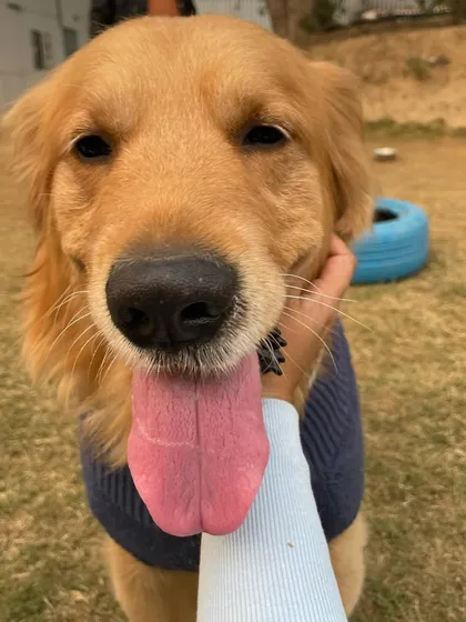 Tongue out Thursday. This Golden Retriever is giving us his best happy face, complete with a big, floppy tongue.
