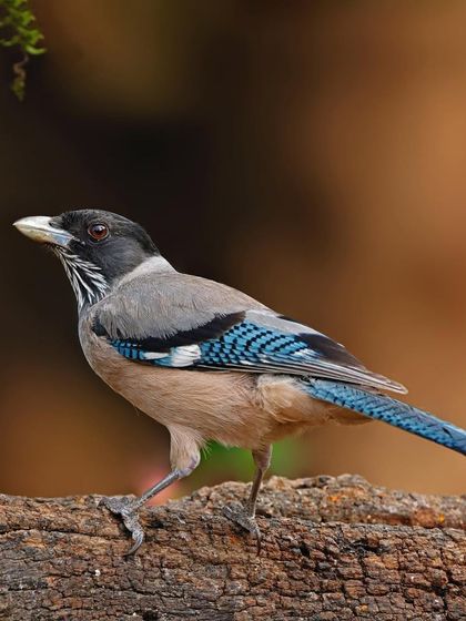 A Black-headed Jay walks along a thick log. The low angle of the shot makes the bird appear prominent and confident.