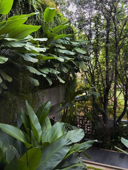 A view from within Project 58, looking out through a wall of green. The large leaves of tropical plants frame the view and create a sense of being immersed in a private jungle.