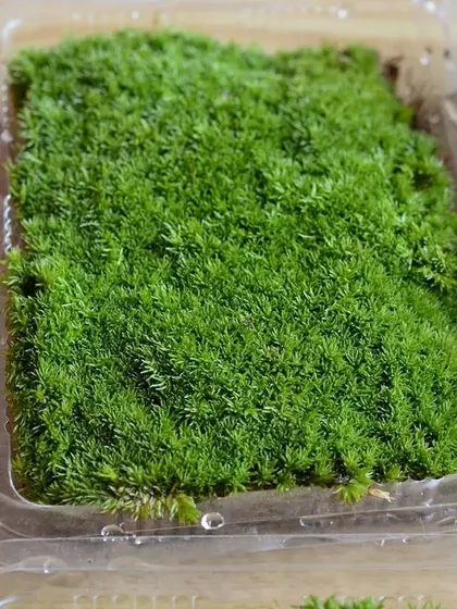 Freshly packed live moss, ready for shipping. We offer this in bulk and can deliver it safely anywhere in India.