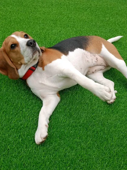 That Tuesday feeling. This Beagle is perfectly capturing the mid week mood while lounging on the cool green turf.