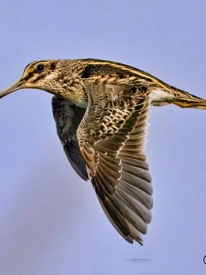 The Jack Snipe in flight. These birds are masters of the marshland, known for their erratic flight pattern. Capturing a sharp in-flight shot is a technical achievement.