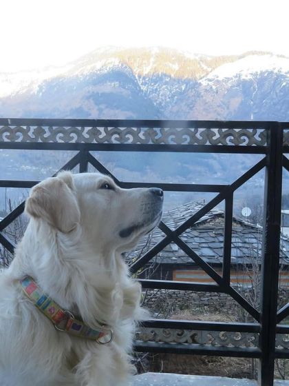 Deepthi - Dog Travel & Adventure Coaching Mountain & Trail Expeditions photo 27