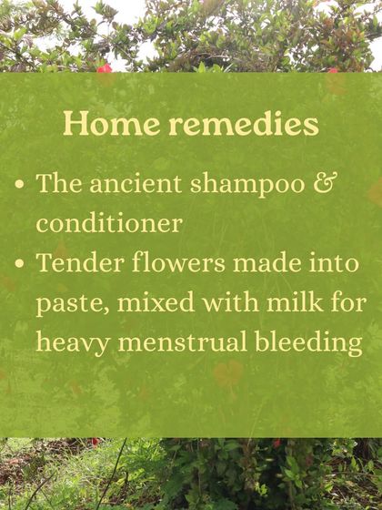 The beautiful Hibiscus flower is more than just decoration. We explore its Ayurvedic profile and how to use its leaves and flowers for home remedies, from hair masks to teas for hormonal support.