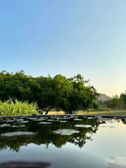 The calm surface of our lily pond, reflecting the sky. This image is a visual invitation to our 3-day Ayurvedic detox, a short but powerful way to reconnect with wellness.