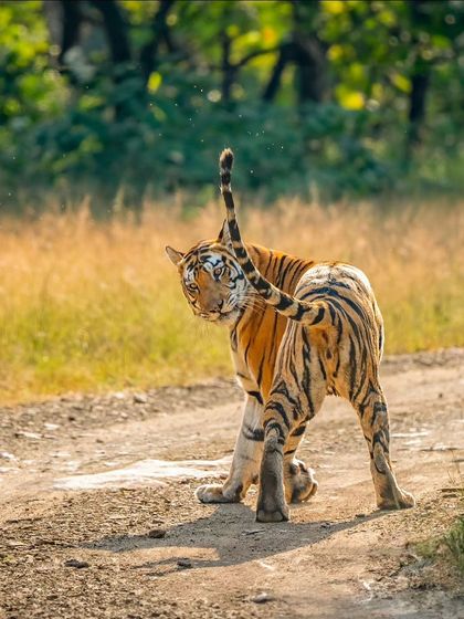 A stunning shot of a tiger scent-marking, captured by my guest Hemant. For him, photography is about storytelling and connection.