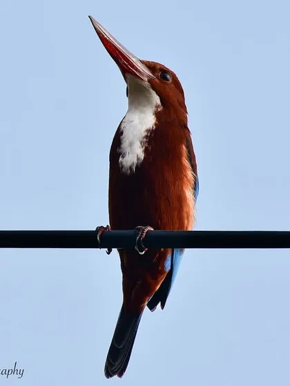 A White-throated Kingfisher perched majestically on a wire in Juhu. These birds are common in urban areas, adding a splash of brilliant blue to the city landscape.