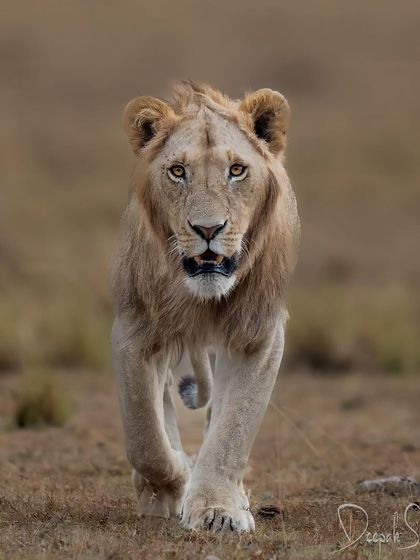 The intensity of that gaze is something I'll never forget. It was a moment where the wilderness met the core of my existence, and I was just a visitor in its world.