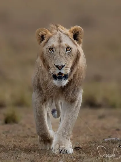 The intense, piercing gaze of a male lion can feel like it's looking right through you. That connection is what I strive to capture, a moment where the wild meets the core of your existence.