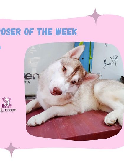 A curious head tilt from a freshly groomed Husky. We love capturing these adorable moments when a pet is feeling clean, comfortable, and happy.