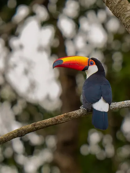 The Toco Toucan from the Pantanal is famous for its enormous, colorful beak. It uses this incredible tool to reach fruit on branches that can't support its weight, a fascinating example of adaptation.