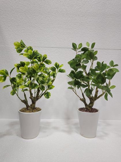 Desktop Plants & Bonsai photo 20