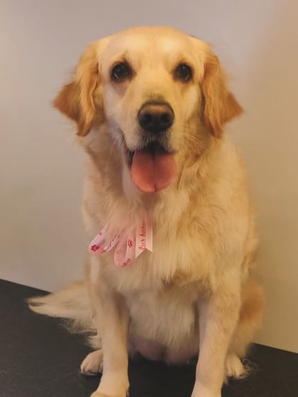 This beautiful Golden Retriever is looking elegant with a pink bow after her grooming.