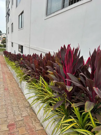 A row of vibrant Cordyline plants, their red leaves providing a striking contrast to the green foliage behind them. This is from a routine site visit, where we check on the health and growth of our landscapes.