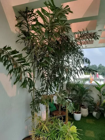 Tall fishtail palm trees add height and drama to this covered balcony garden, making the space feel larger and more immersive.