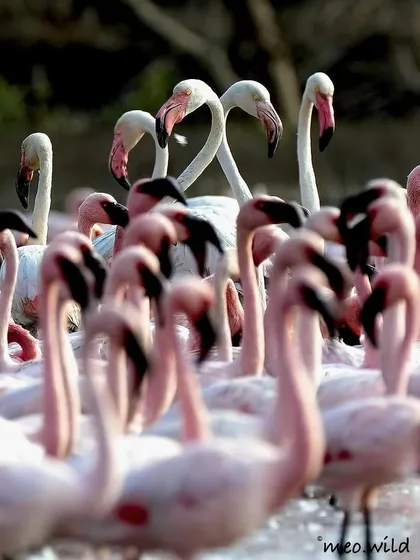 In a large flock, sometimes a few individuals stand out. Here, a pair of flamingos in the background form a heart shape with their necks, creating a focal point in the bustling crowd.