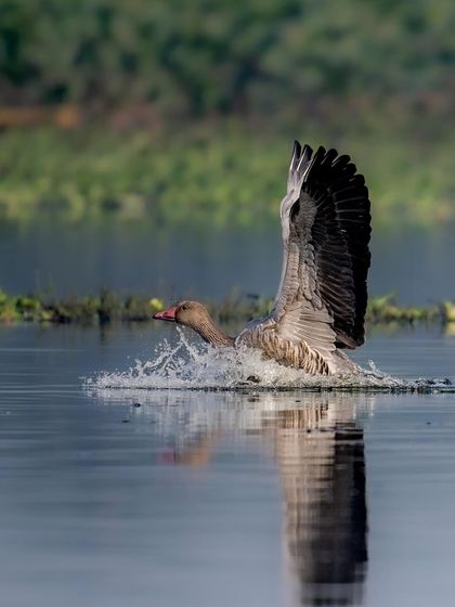 A Greylag goose making a dramatic landing in the water at Surajpur Wetlands. The splash and the position of the wings show the power and control these large birds have.