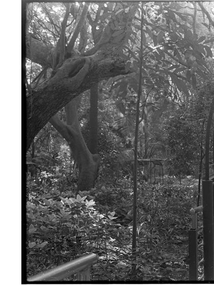 A lush, wooded scene captured on black and white film, showcasing the rich textures and tones that can be achieved with analog photography.