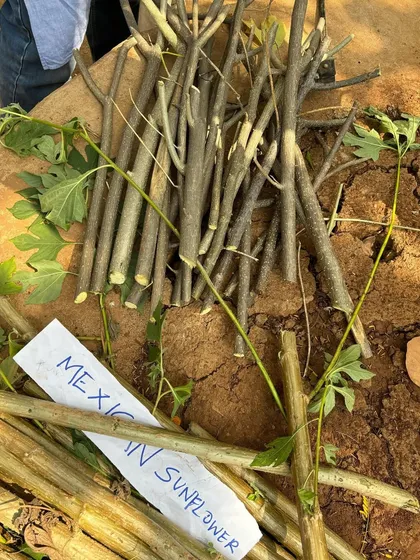 Preparing cuttings from a Mexican Sunflower. This is a fantastic plant for creating green mulch and enriching the soil, a key permaculture technique.