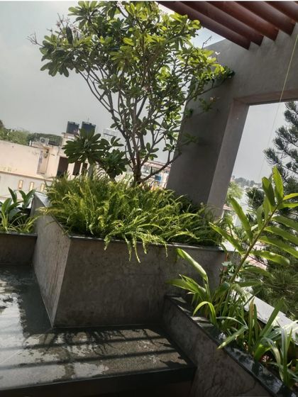 A temple tree thriving in a large planter on a terrace, proving that even small spaces can accommodate beautiful trees.