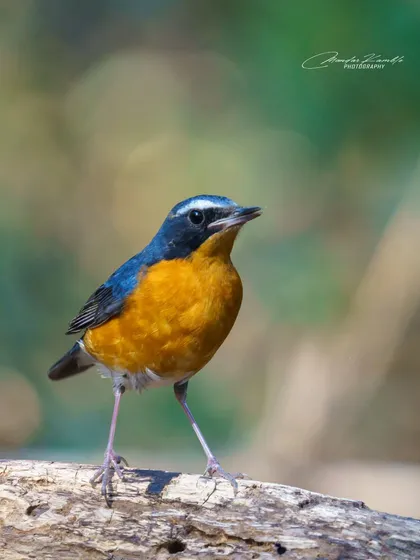 An Indian Blue Robin stands alert on a log. The bright, colourful bokeh in the background gives this portrait a lively and energetic feel.