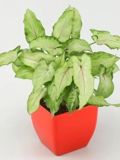 A vibrant Syngonium plant, also known as an Arrowhead plant, is potted in a simple yet bold red square pot. This easy-care plant is a great way to add a pop of color to any room.