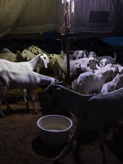 A view inside one of the tents at the Bakra Mandi, filled with goats under the dim light.
