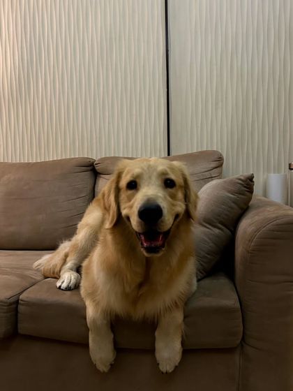 These additional photos showcase the variety of wonderful dogs I have the pleasure of caring for, each with their own unique charm and personality. From playful moments to quiet cuddles, every interaction is special.