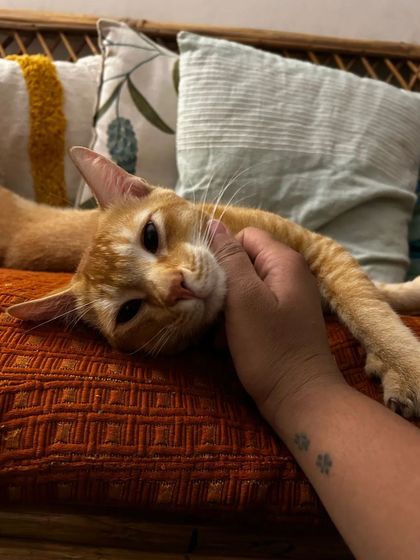 A gentle chin scratch for a sleepy Yuki. I approach cats with calm energy, letting them initiate contact and showing them they are safe and can relax around me.